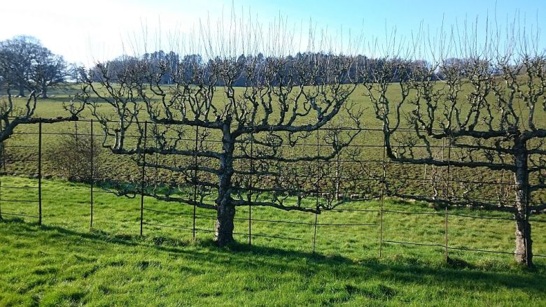 Pruning an Established Apple Espalier | Edwards Garden ...