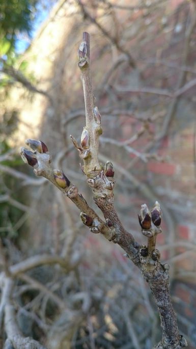 Flower buds vs. leaf buds