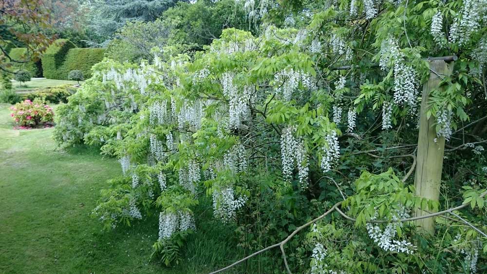 blue hanging flowers