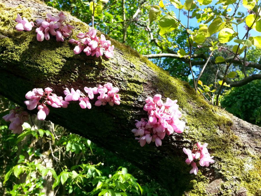 flowers on tree